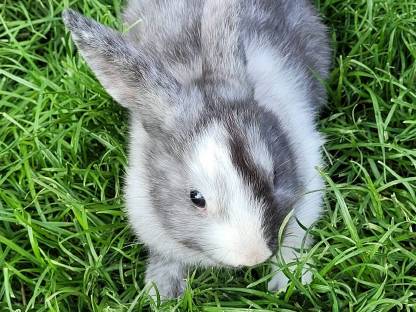 Zwergkaninchen