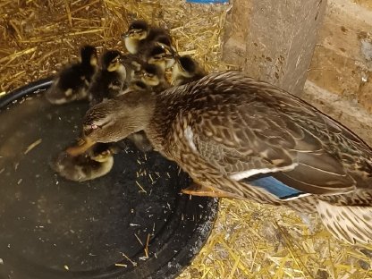 Stockenten