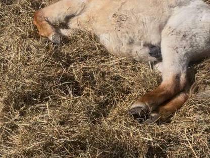 Kleines Pony mit großem Herz