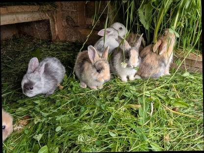Bild 6:Löwenkopf-Zwergkaninchen in allen Farben