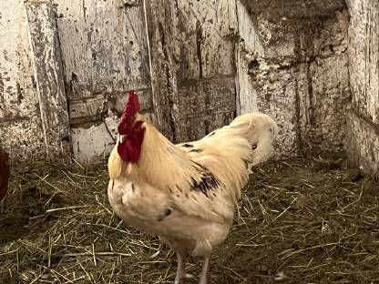 Bild 2:3 Jung-Hähne