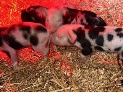 Bild 3:Berkshire x Pietrain Ferkel