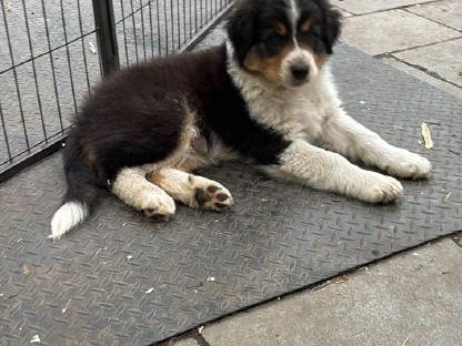 Australian Shepherd Welpen, bunt, süß, reinrassige Eltern