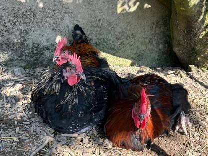 Bild 4:Junghähne zum Hergeben, verschiedene Hähne