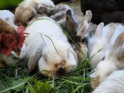 Kaninchen Babys und Erwachsene