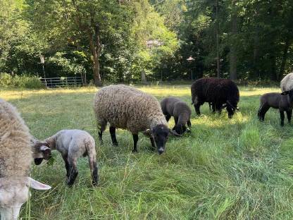 Suffolk Mischlinge