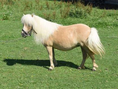 Bild 7:Minishetty, Minipony Stuten