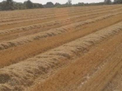 Stroh, Weizenstroh lose ab Feld 2025