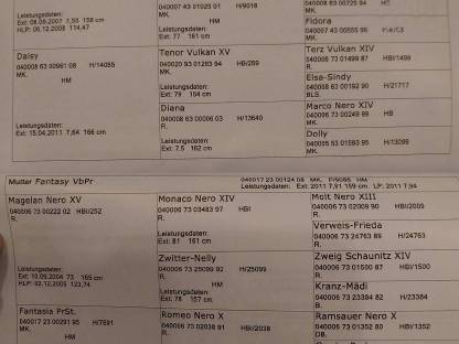 Bild 2:Mohrenkopf Hengst Noriker