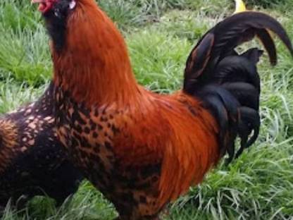 Bild 3:Verkaufe Junghähne geschlüpft im März 2023