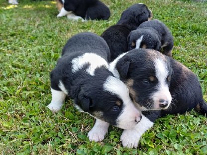 Bordercollie/Appenzeller Welpen