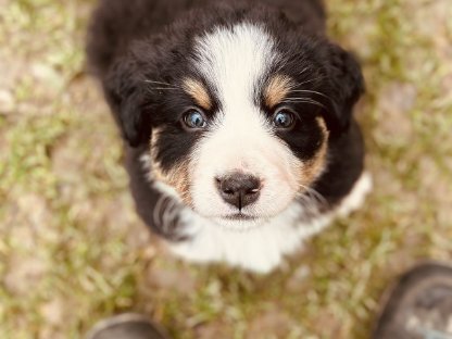 Bild 7:Reinrassige Berner Sennen Welpen