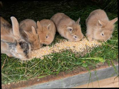 Bild 8:Löwenkopf-Zwergkaninchen in allen Farben
