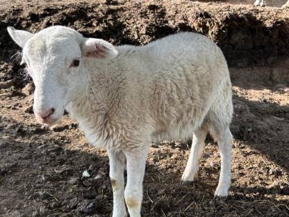 Bild 4:NOLANA-Jungwidder