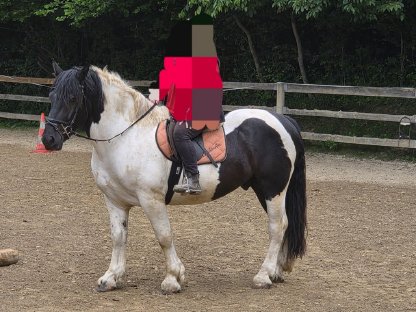 Bild 2:Noriker Wallach (Beistellpferd)