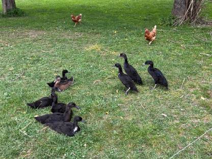 Bild 5:Junge Laufenten, Schneckenfresser, Enten