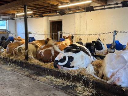 Hochträchtige Holsteinkalbin gesucht