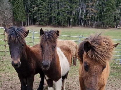 Bild 2:Isländer Jährlingshengste