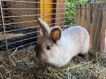 Löwenkopf Kaninchen männlich