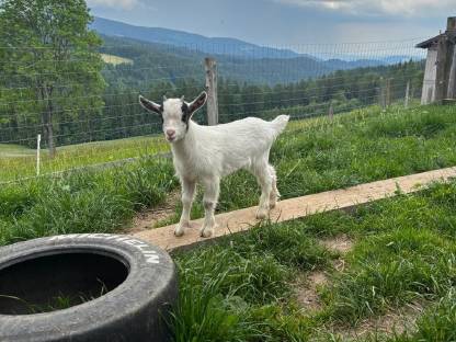 Zwergziegenbock Edi