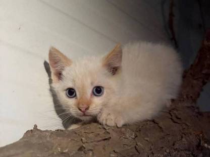 Katzen