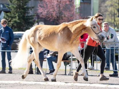 Bild 2:Verkaufen 3-jährige Haflingerstute