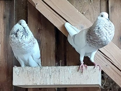 Bild 5:Schlesische Kröpfer Kropftauben