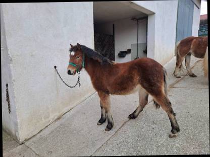 Pony Wallachfohlen zu verkaufen, geb. 7. Juli 24