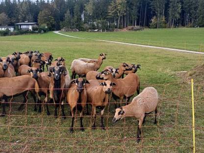 Bild 2:Kamerun Böcke
