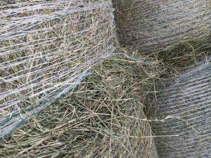 Bild 2:Heu, Belüftungsheu, Rundballen