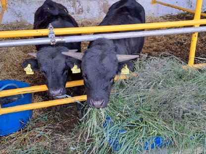 Bild 3:Verkaufe Dexterrinder