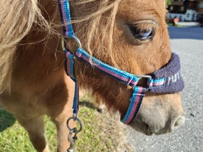 Bild 7:Minishettlandpony