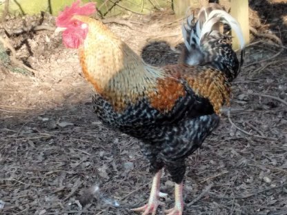 Bild 5:Waidhofen/Thaya: Hahn sucht Hennen