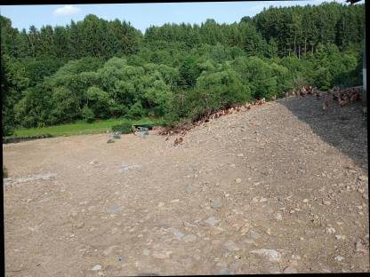 Bild 2:Freilandeier AMA Gütesiegel