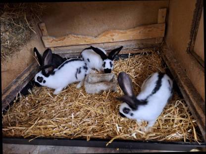 Bild 4:Deutsche Riesenschecken