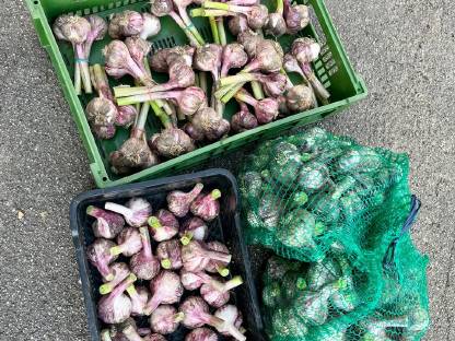Suche Vertriebspartner für Knoblauch