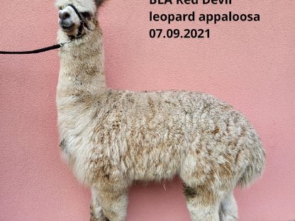 Bild 2:Leopard-Appaloosa-Hengst REDDIE: Feine Faser, starke Gene