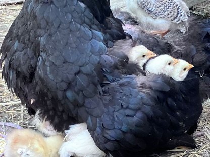 Bild 8:Bunte Hühner