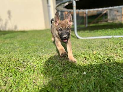 Schäferhundwelpen reinrassig