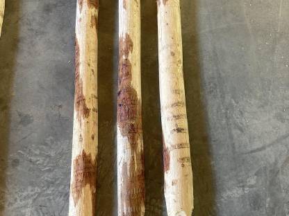 Bild 2:Lärchenstipfel