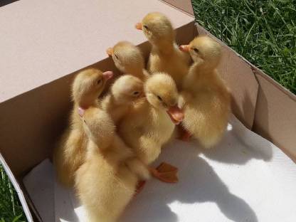 Enten Küken