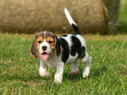 Beagle Welpen von registriertem Züchter kaufen