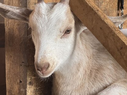 Bild 3:Wunderhübsche Jungziegen
