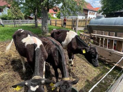 Kälber 7 Monate