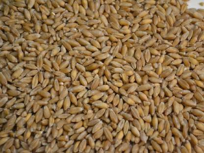 Bio Triticale