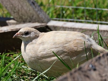 Bild 3:Wachtel Bruteier