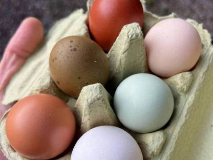 Bild 5:Bruteier Bunte Mischung