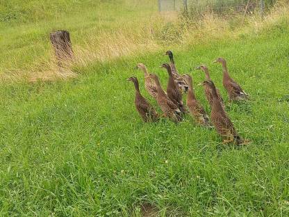 Bild 3:Laufenten - noch zu haben