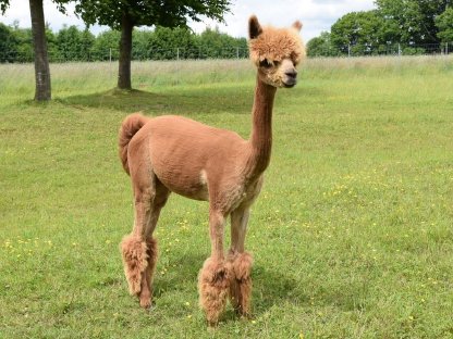 Bild 6:Alpakas