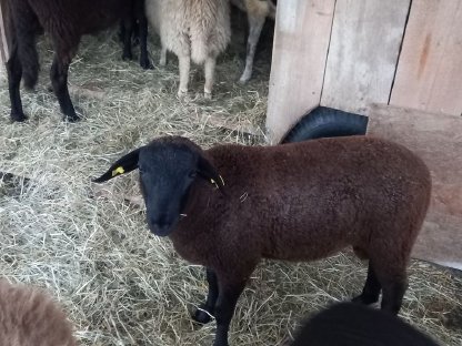 Jura Jungbock